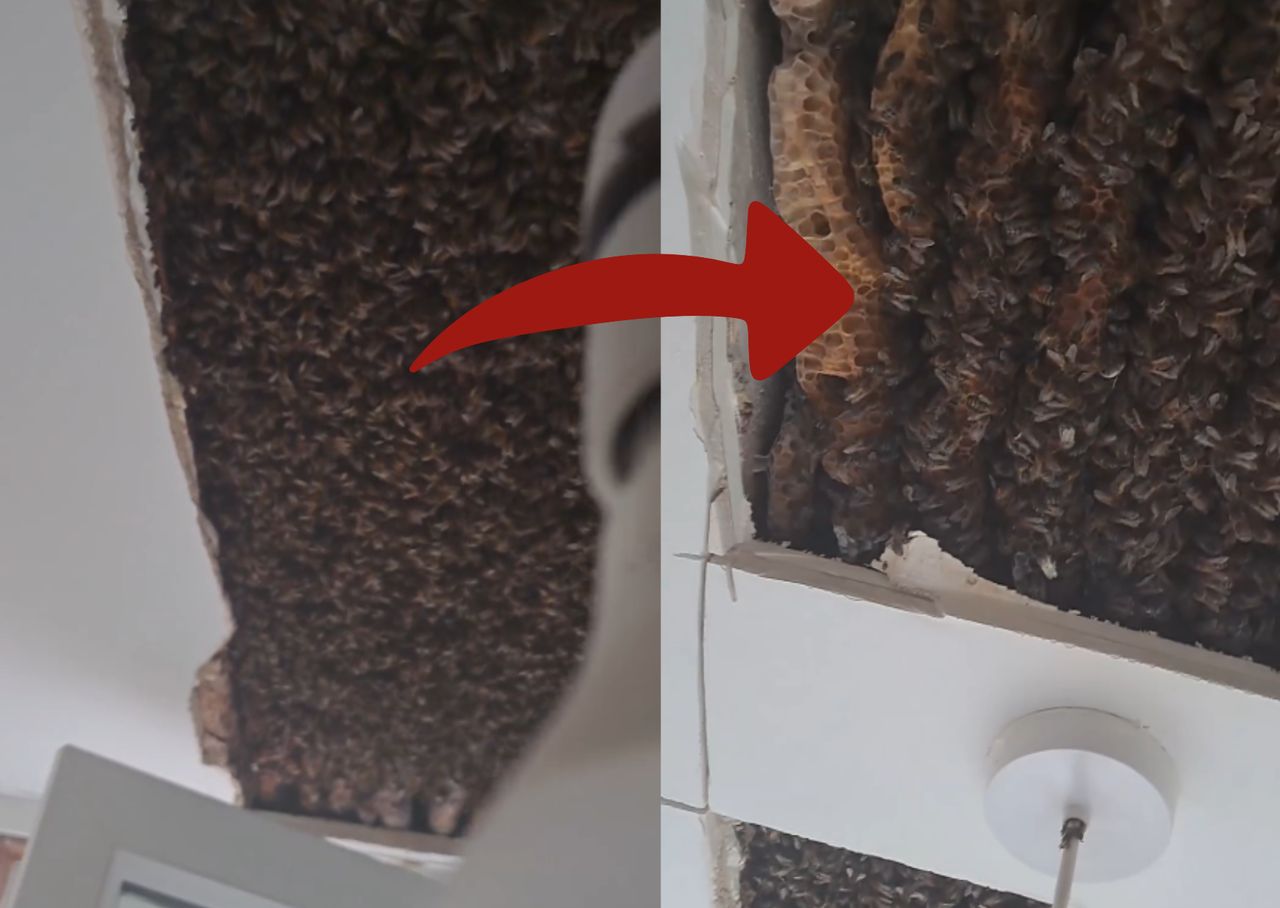 A beekeeper discovered a colony of over 180,000 bees under the ceiling.