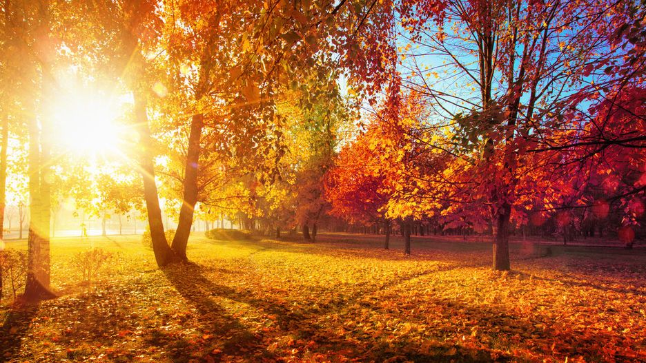 Liście jesienią. Dlaczego zmieniają kolor?