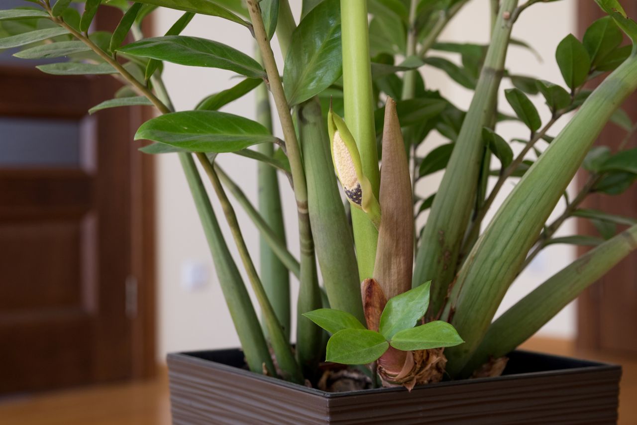 Revitalize your houseplants: A simple method using stale bread as fertilizer