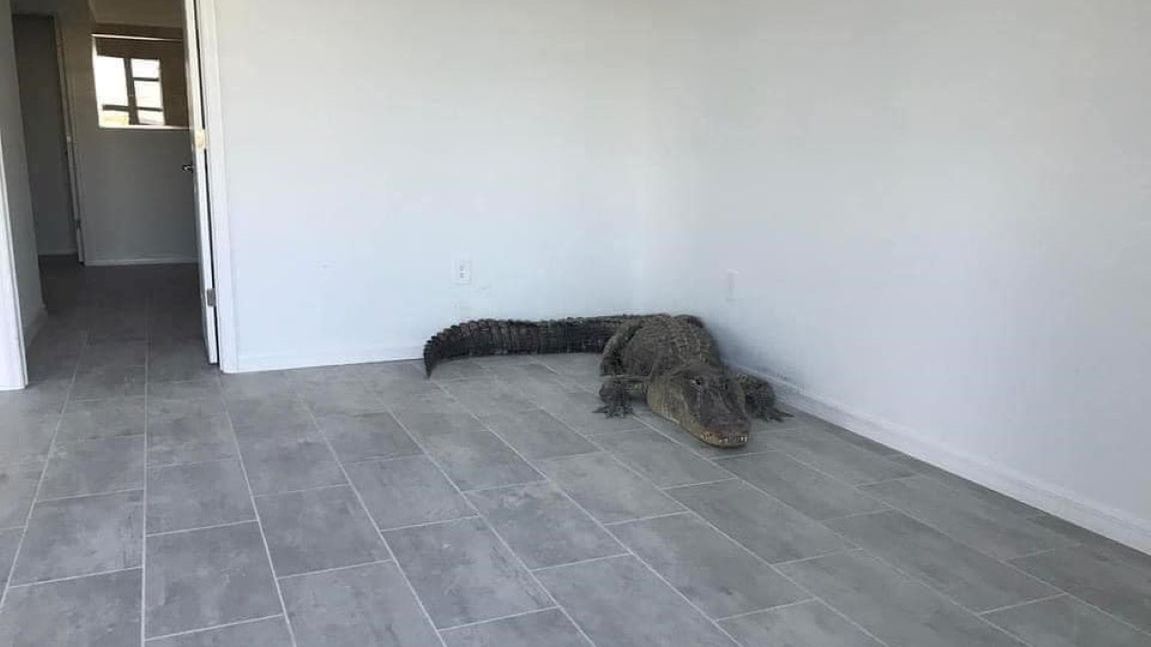 Aligator schował się w sypialni 