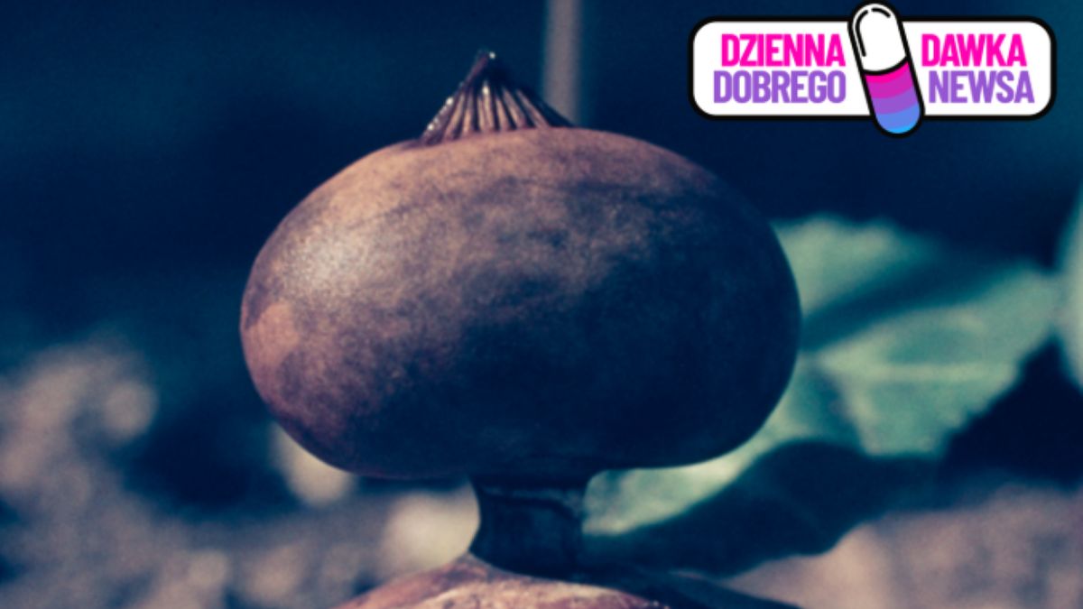 Grzyb Geastrum pectinatum - zdjęcie ilustracyjne