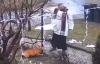 Ksiądz rzucał w psa kamieniami. Jest decyzja prokuratury