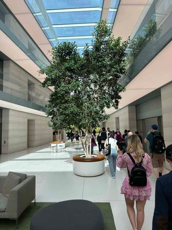Apple Park drzewa wewnątrz