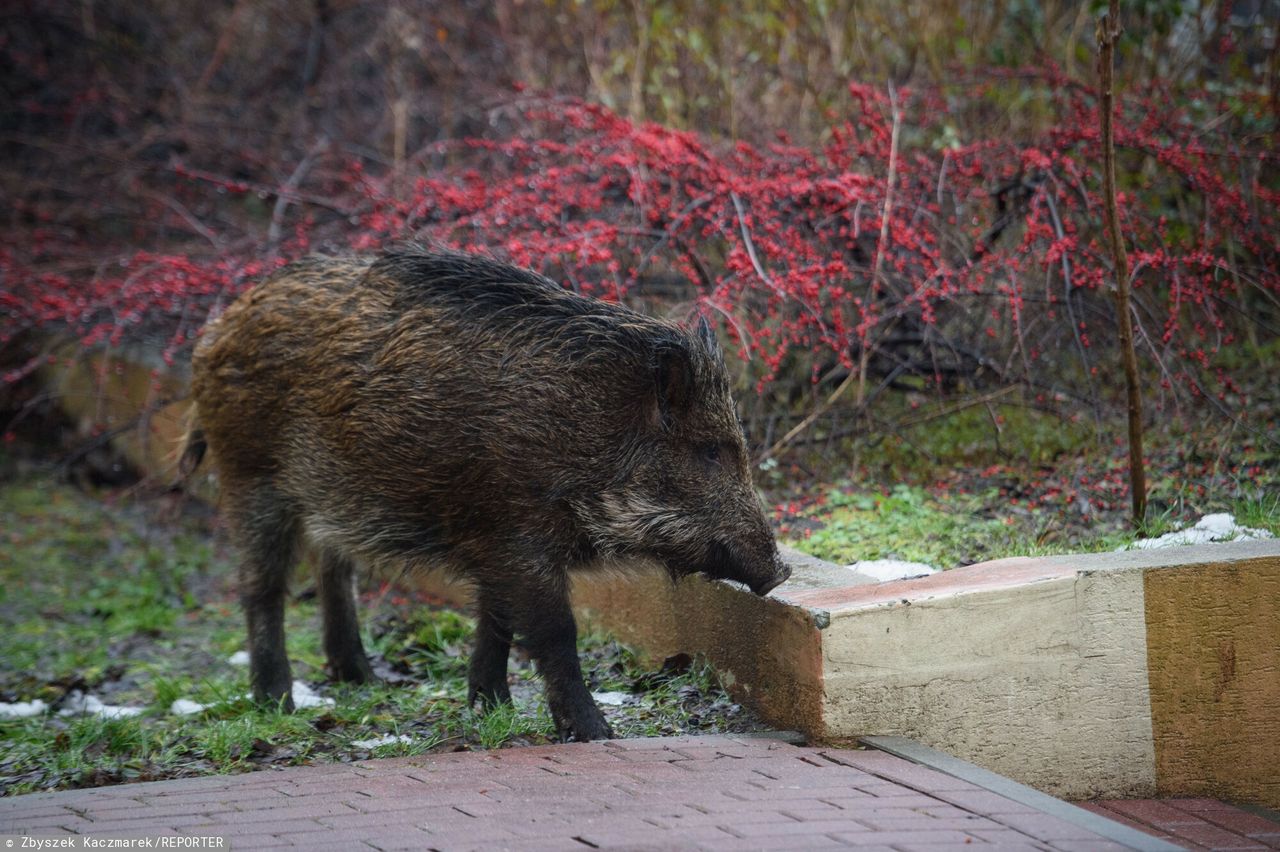 Warszawa ma problem z dzikami. Trzaskowski zapowiada odstrzał