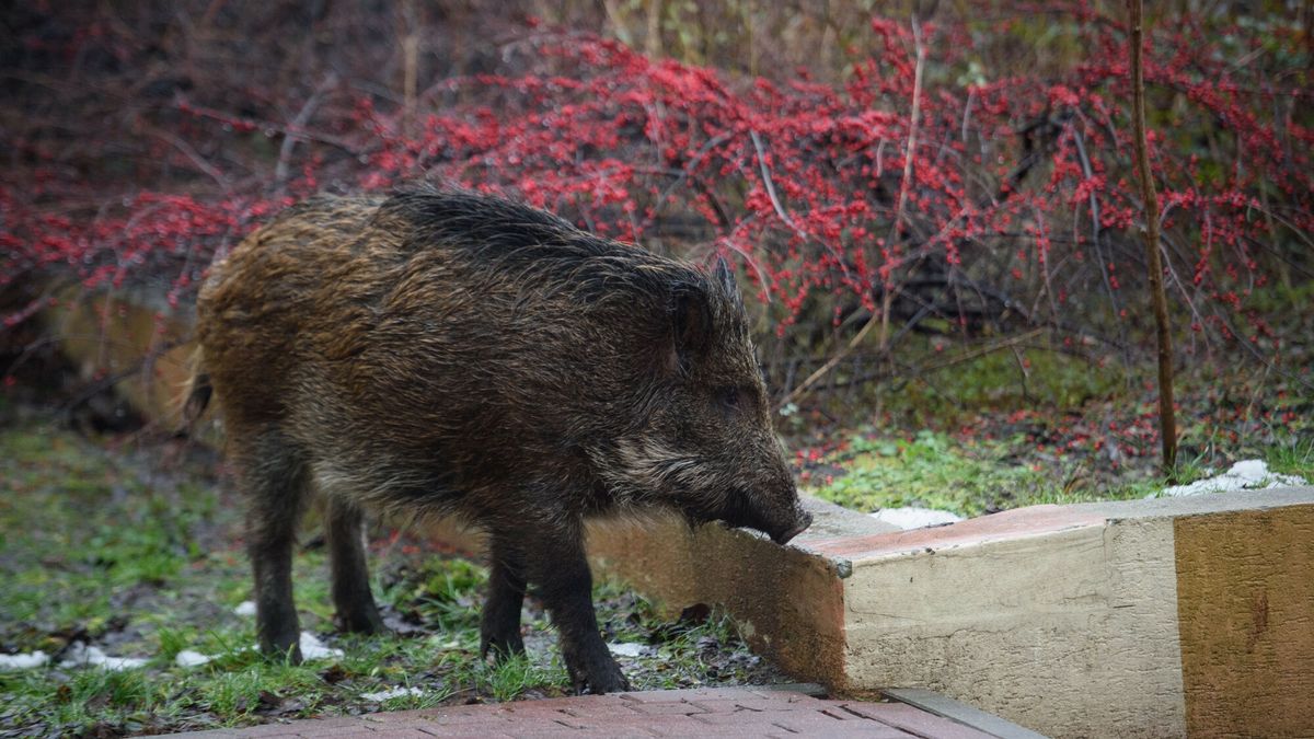 Warszawa ma problem z dzikami