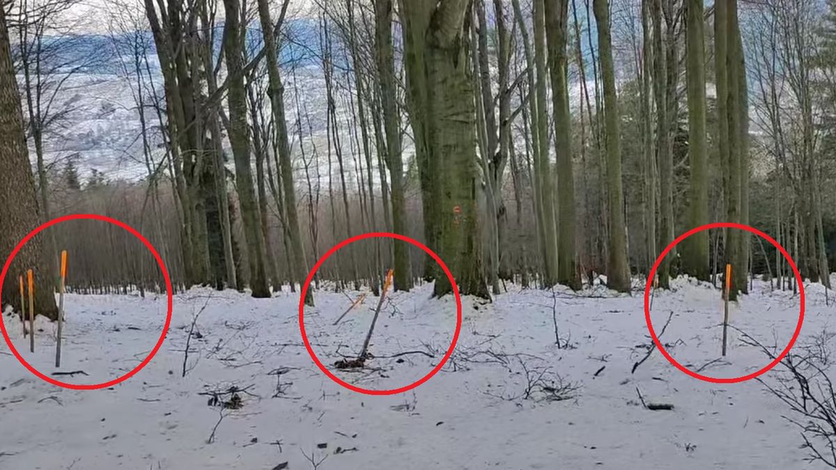 Paliki wbite w ziemię w lesie w Nadleśnictwie Ustrzyki Dolne.