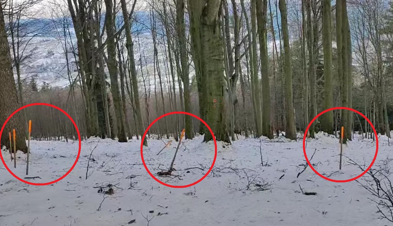 Paliki wbite w ziemię w lesie w Nadleśnictwie Ustrzyki Dolne.