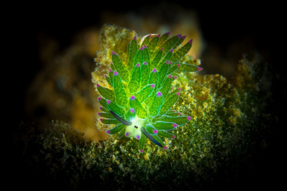 Unveiling the ocean's secrets: The sea sheep, an intriguing creature beneath the waves