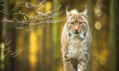 Znaleźli martwego rysia. To kolejny taki przypadek