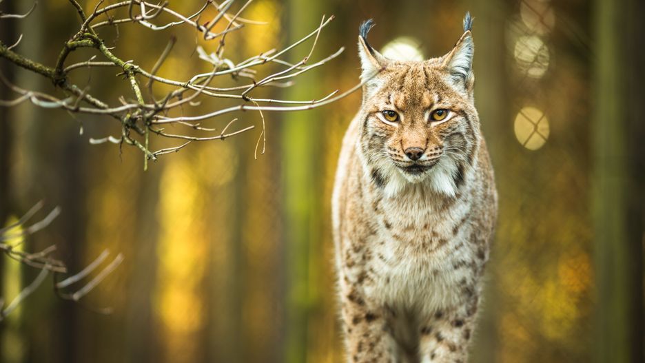 Rysie są gatunkiem chronionym