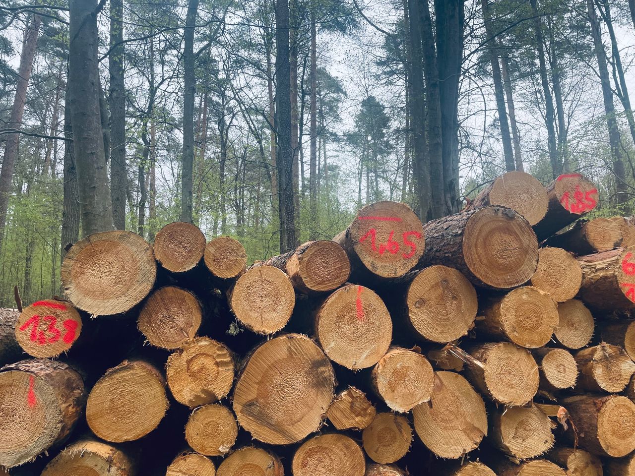 Polskie lasy znikają w oczach. Nie wiadomo, co dzieje się z drewnem, a ceny szaleją