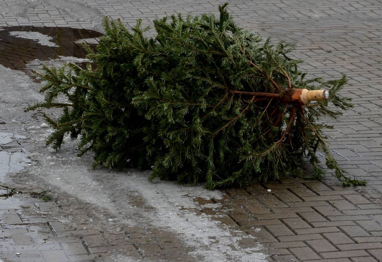 Disposing of your Christmas tree: Where to do it correctly?