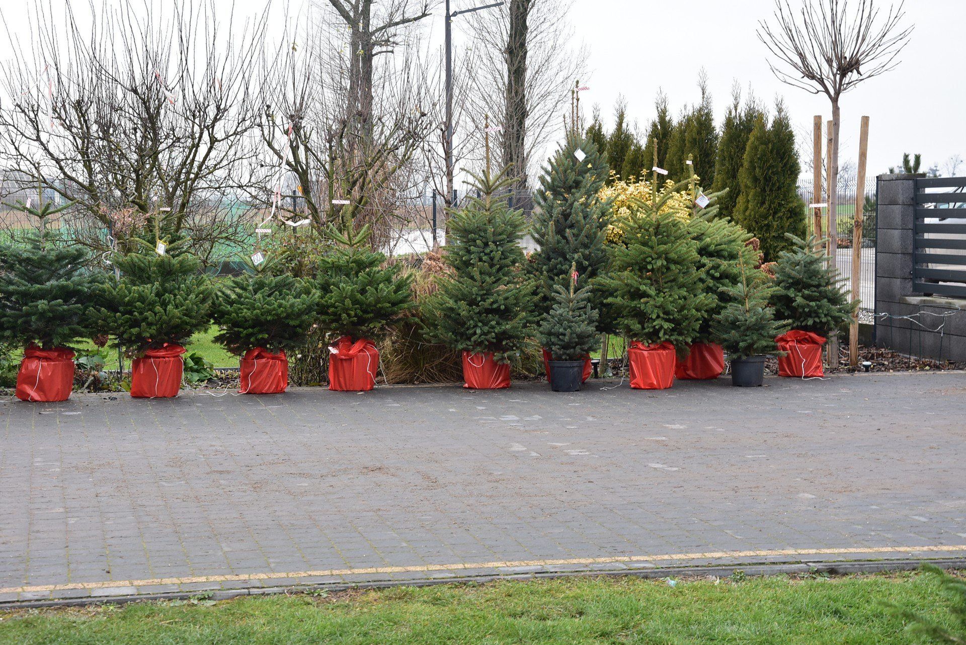 U Kasperkowiaków można kupić też choinki w doniczkach