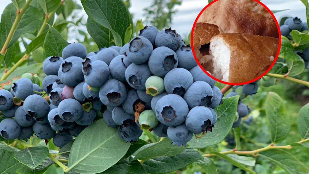 Jesienny nawóz do borówek