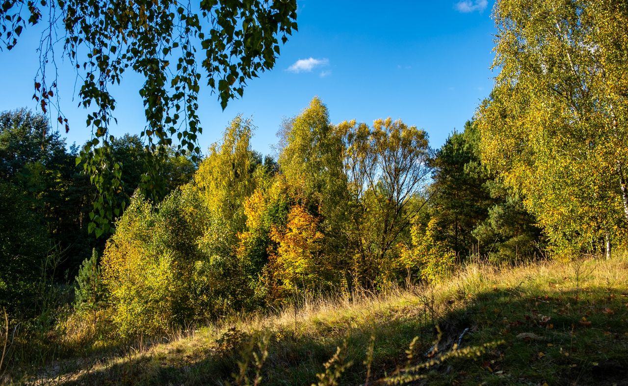 Złote jesienne liście na drzewach w Pile w słońcu