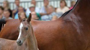 Regietów: Na świat przychodzą pierwsze źrebaki. Największa w Europie Stadnina Koni Huculskich organizuje konkurs na imię dla córki Orfii