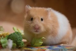 Chomiki nie stronią od procentów. I to bezkarnie