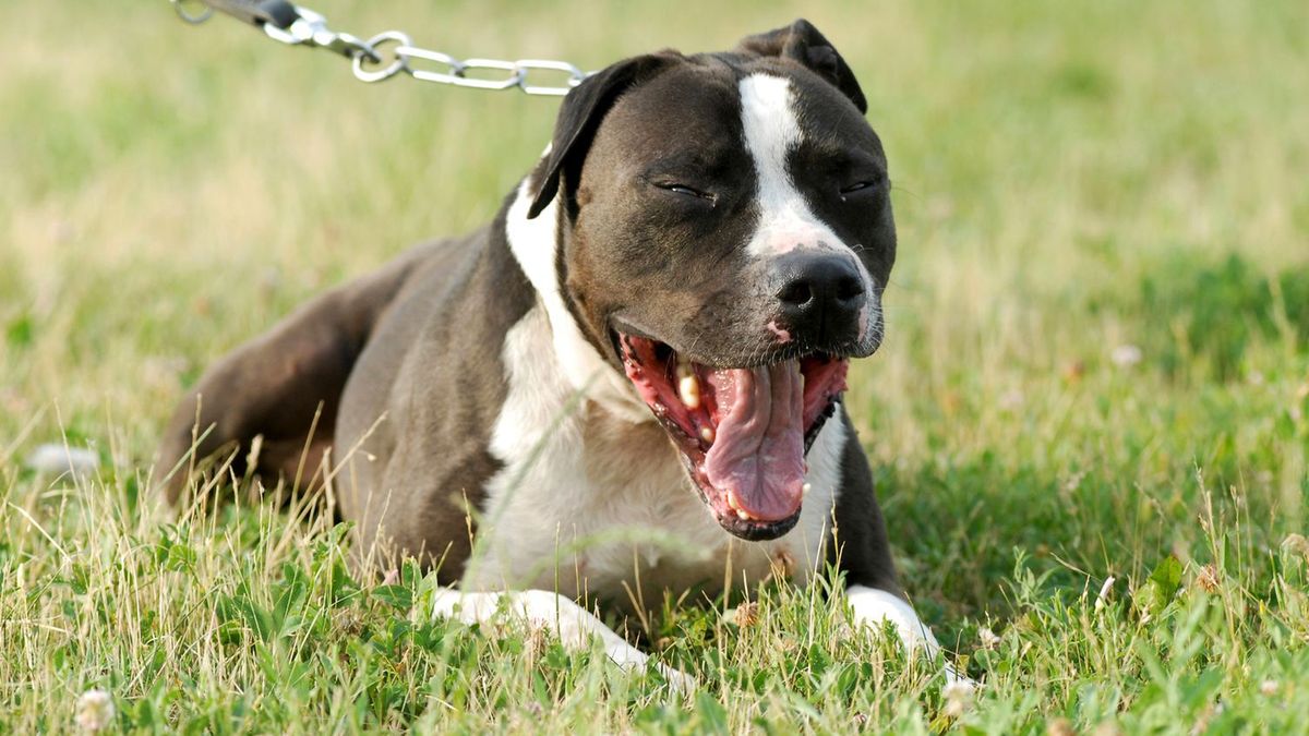 Amerykański pitbulterier, jedno ze zwierząt figurujących w wykazie ras psów agresywnych
