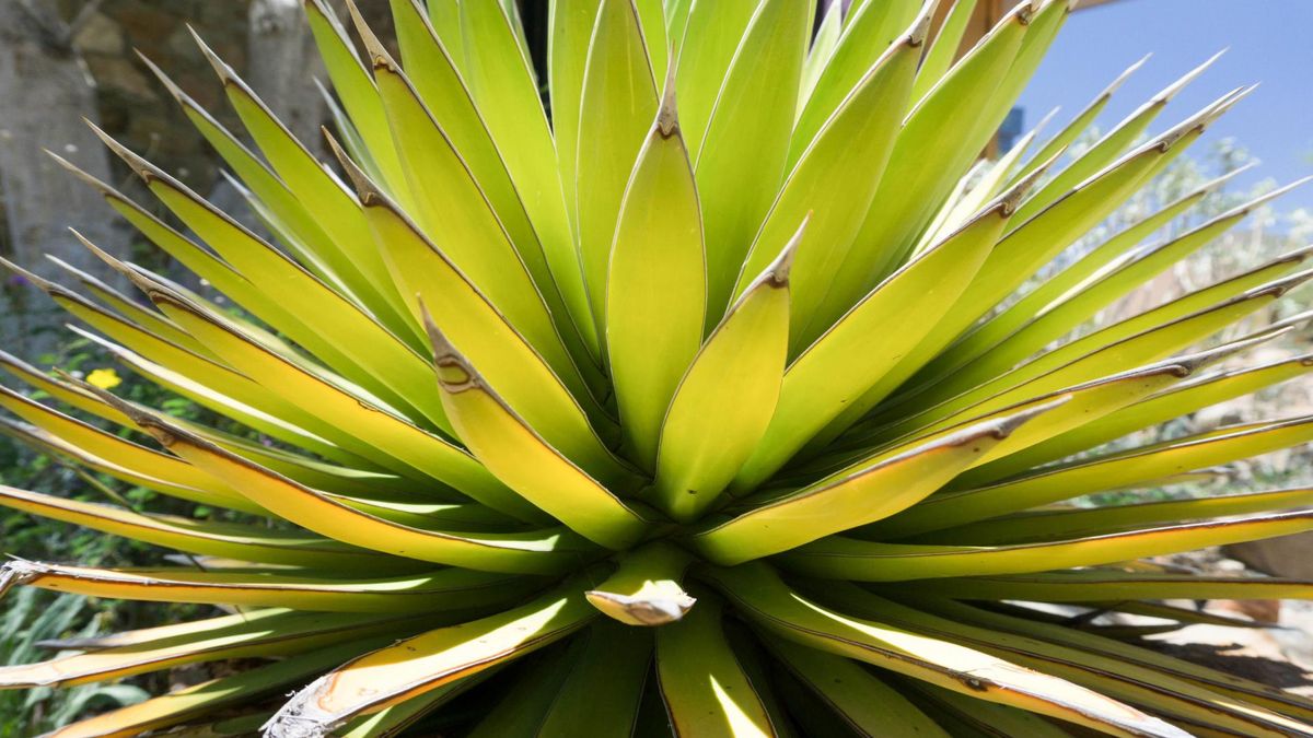 Agawa to roślina, z której wytwarza się m.in. słodki syrop oraz tequilę.