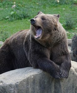 Z gołymi pięściami ruszyła na niedźwiedzicę z młodymi. Jest nagranie
