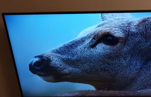 Treści 4K z Canal+ online dostępne na kolejnych telewizorach