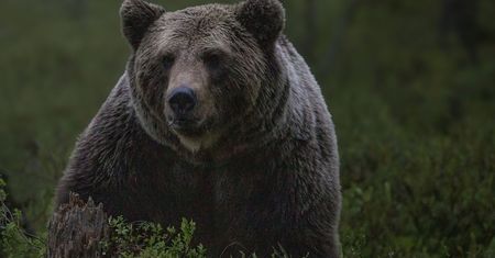 Atak niedźwiedzia w Bieszczadach. Leśnicy mówią, kto jest winny
