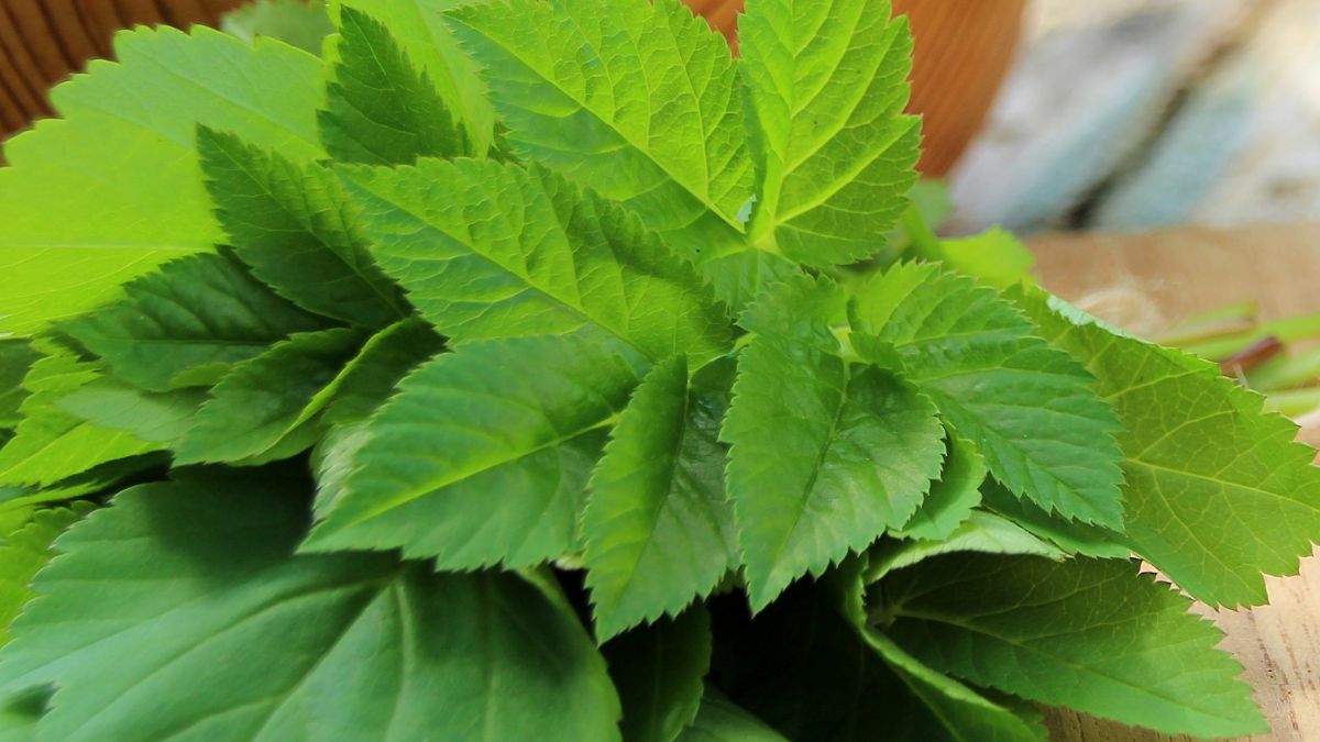 Podagrycznik pospolity 