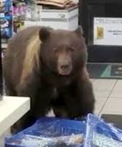 Kudłaty "klient" w sklepie. Długo "wybierał" słodycze