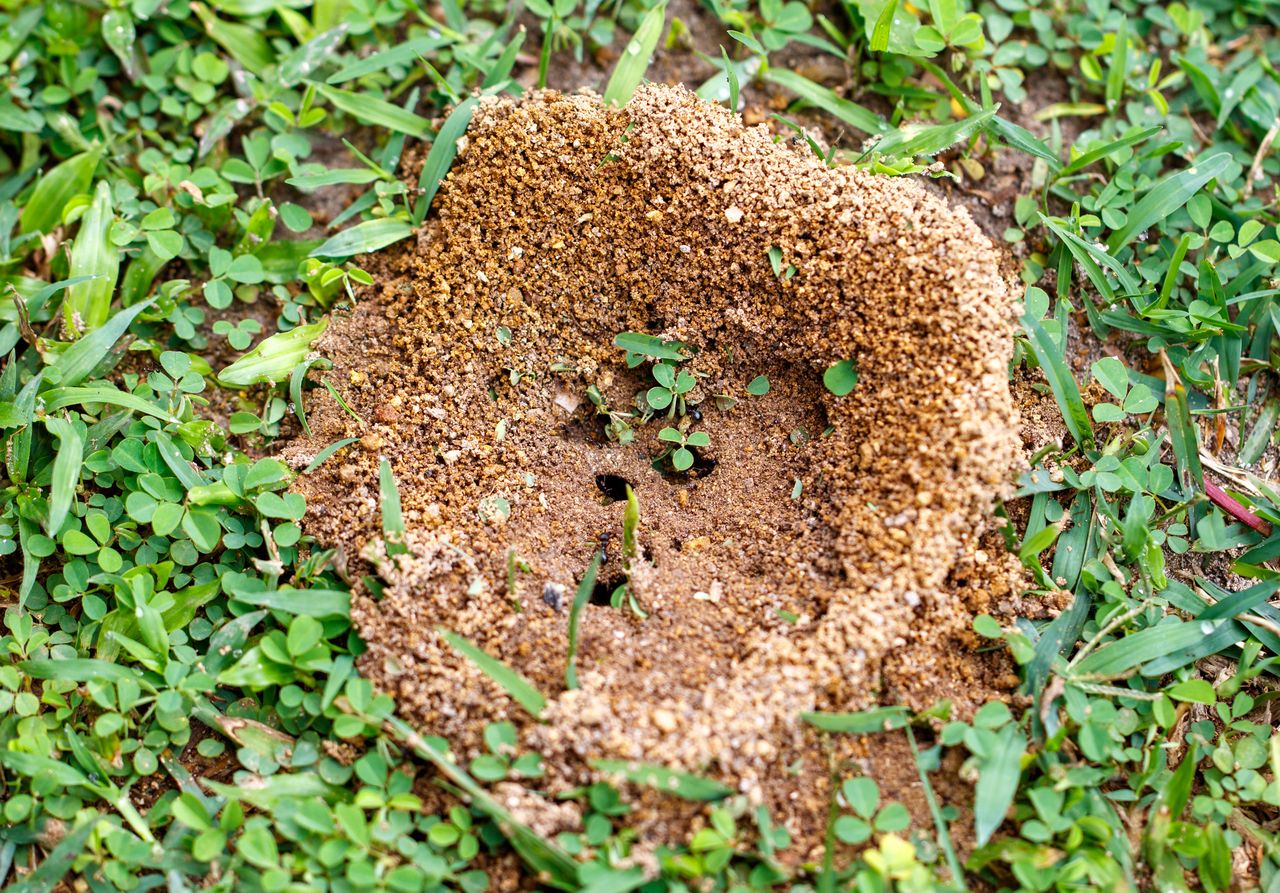 Wlej do butelki i zostaw w ogrodzie. Szybko pozbędziesz się mrówek