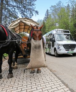 Konie przestaną kursować nad Morskie Oko? Ekolodzy mają plan