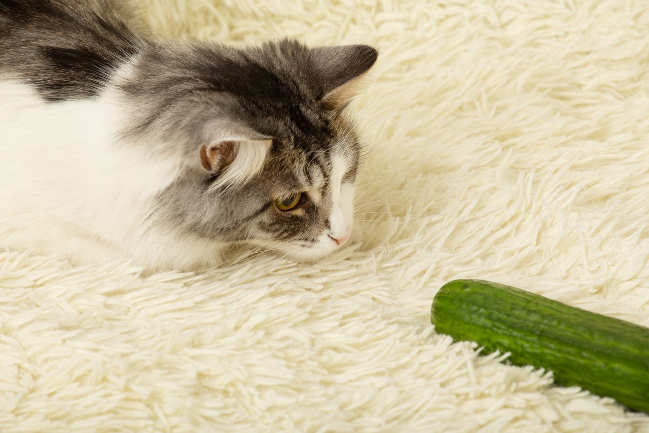 Zagadka rozwiązana. Dlaczego koty panicznie boją się ogórków?