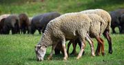 Złodzieje owiec nie mieli skrupułów. Zobacz, co zrobili po kradzieży