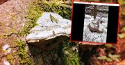 Zimowa uczta w lesie? Grzybiarz pochwalił się prawdziwym "eldorado"