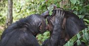 Szympansy leczą siebie i inne osobniki. Niezwykła obserwacja