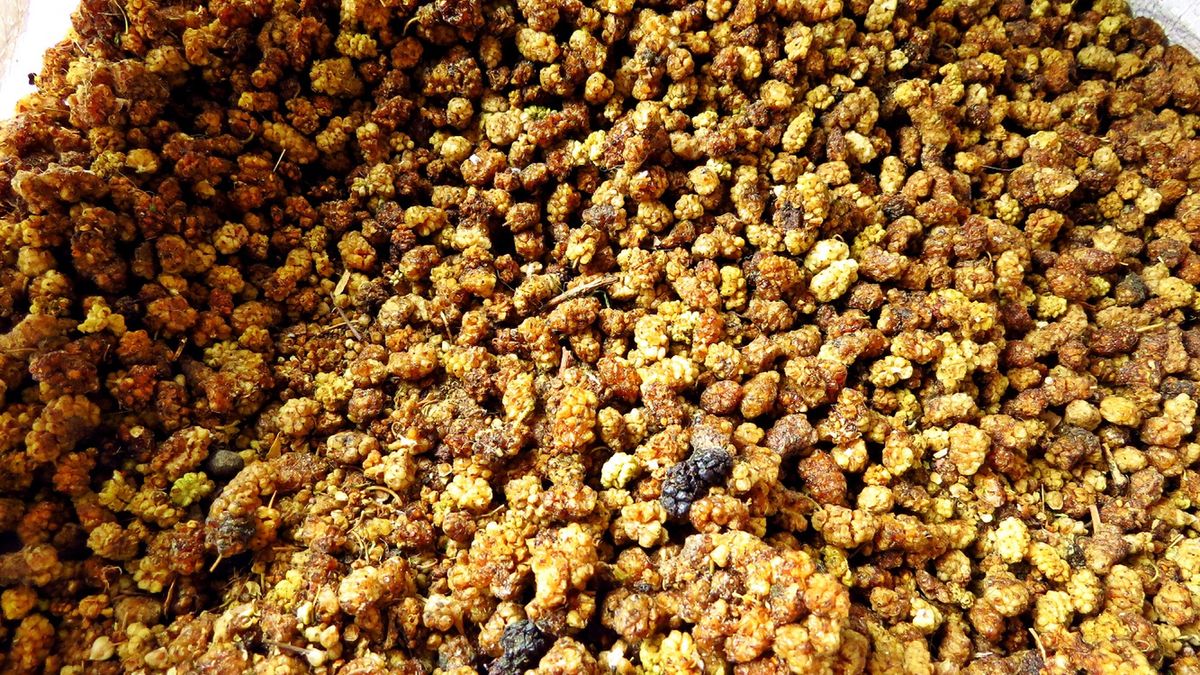 dried mulberries sold in Karimabad, Hunza Valley, Karakoram Highway, Pakistan
Prestine Hunza valley in the extreme northern part of Pakistan is a hidden gem in the Karakoram Mountains. In March and April apricot and cherry trees blossom all over the valley. Once isolated it can be reached by Karakoram Highway nowadays.
Morten Hübbe