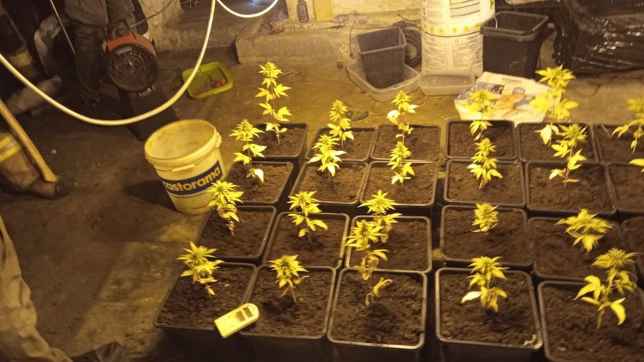 Zabrze Policjanci zlikwidowali trzy profesjonalne plantacje marihuany.