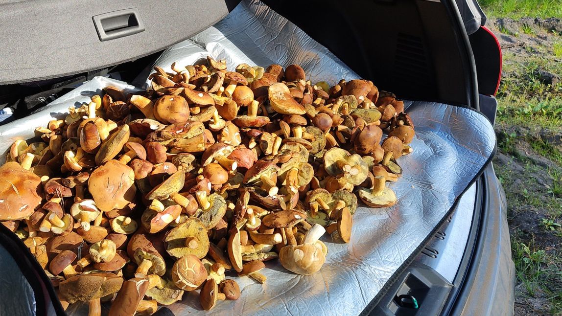 Co można znaleźć w lesie w listopadzie?