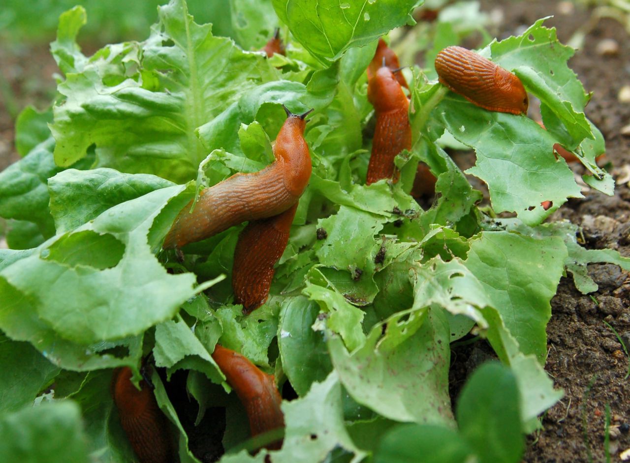 Jak pozbyć się ślimaków z ogrodu?