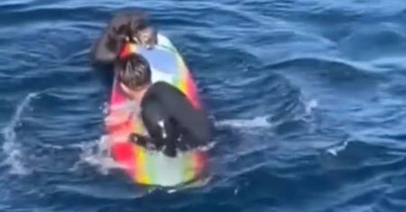 Wydra nauczyła się atakować surferów. Nagranie z pojedynku w wodzie