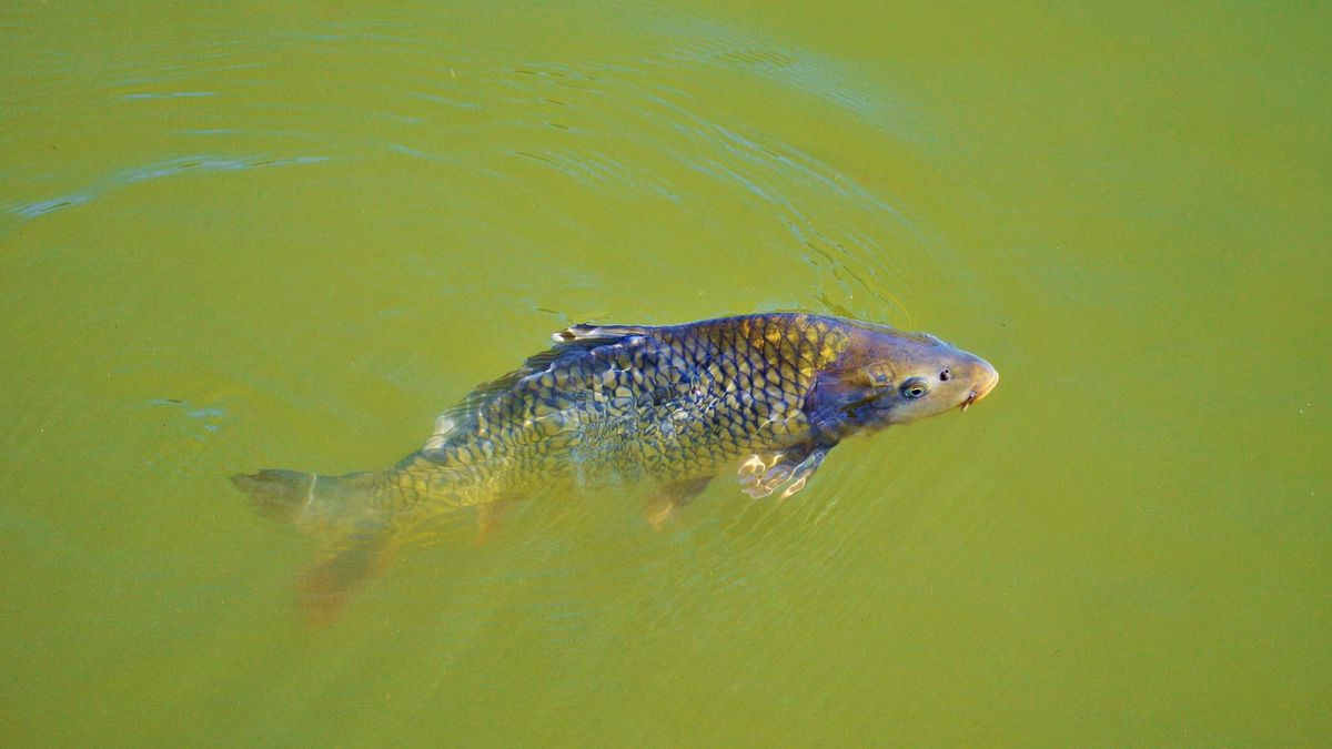 Carrefour wycofuje ze sprzedaży żywego karpia