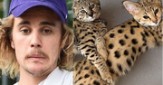 Justin Bieber chwali się egzotycznymi kotami za 140 TYSIĘCY! PETA krytykuje: "Udowodnił, że ma gdzieś pomoc zwierzętom"