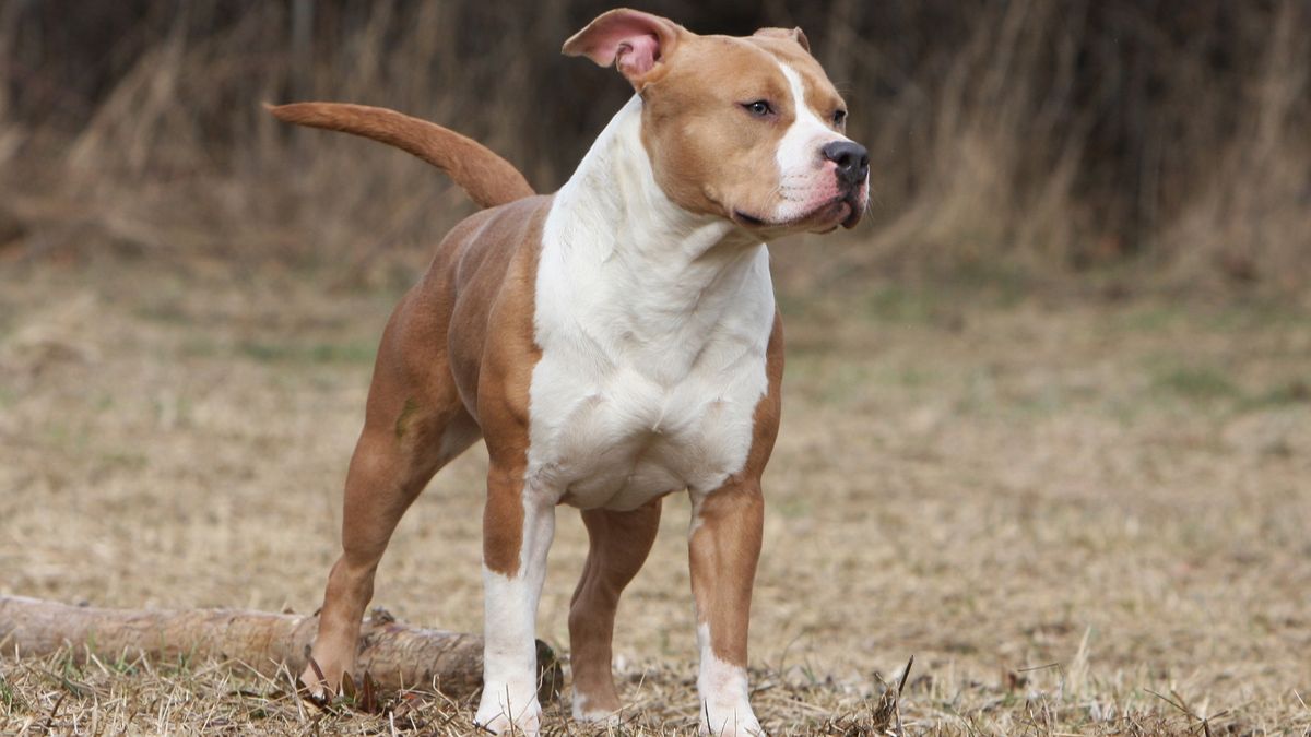 Amstaff pogryzł małego pieska w parku. Dramatyczny apel właścicielki