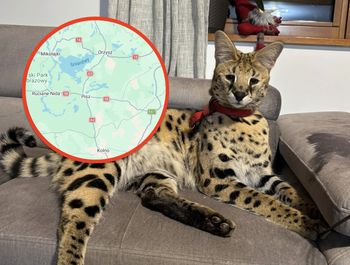 Uciekł serwal sawannowy. Policja apeluje o ostrożność