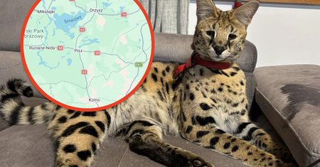 Uciekł serwal sawannowy. Policja apeluje o ostrożność