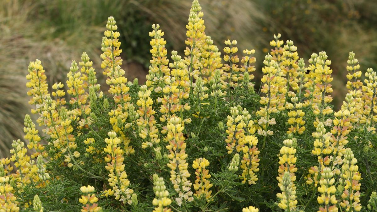 The flowers of a Tree Lupin plant, Lupinus arboreus, growing at a coastal area.
The flowers of a Tree Lupin plant, Lupinus arboreus, growing at a coastal area.
sandra standbridge
