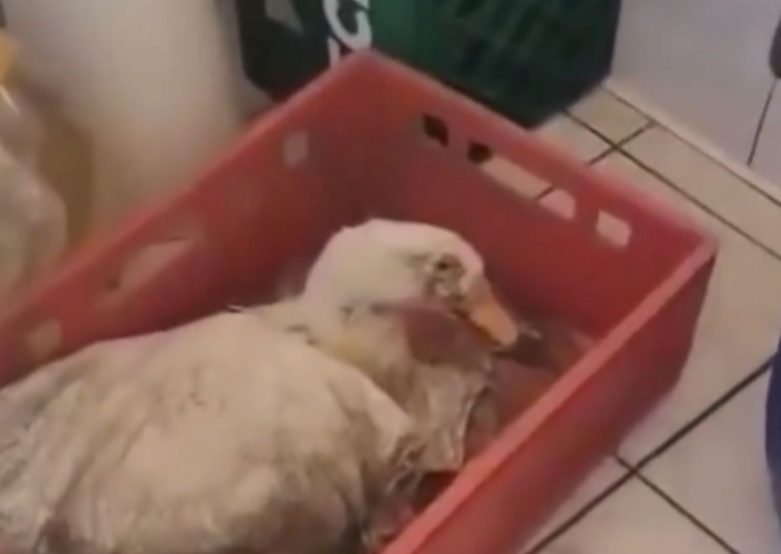 Żywa kaczka na zapleczu. Niepokojące nagranie z restauracji
