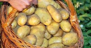 Jak przechowywać ziemniaki, by przetrwały aż do wiosny?