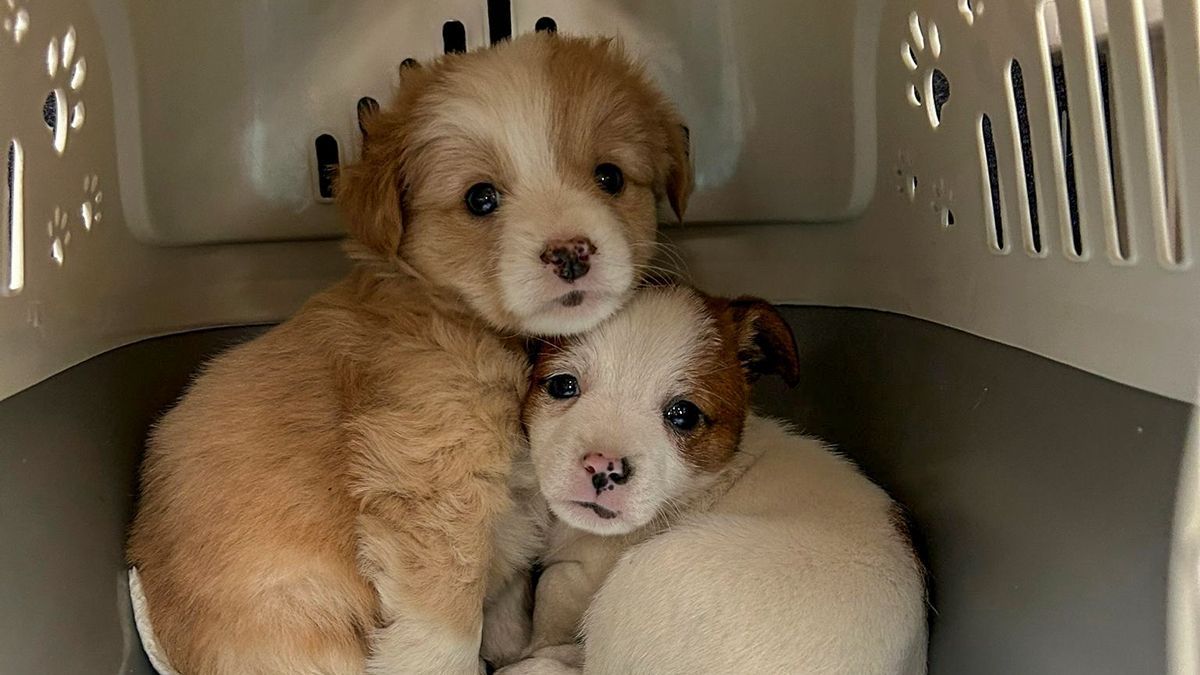 Nielegalny handel psami na bazarze w Słubicach