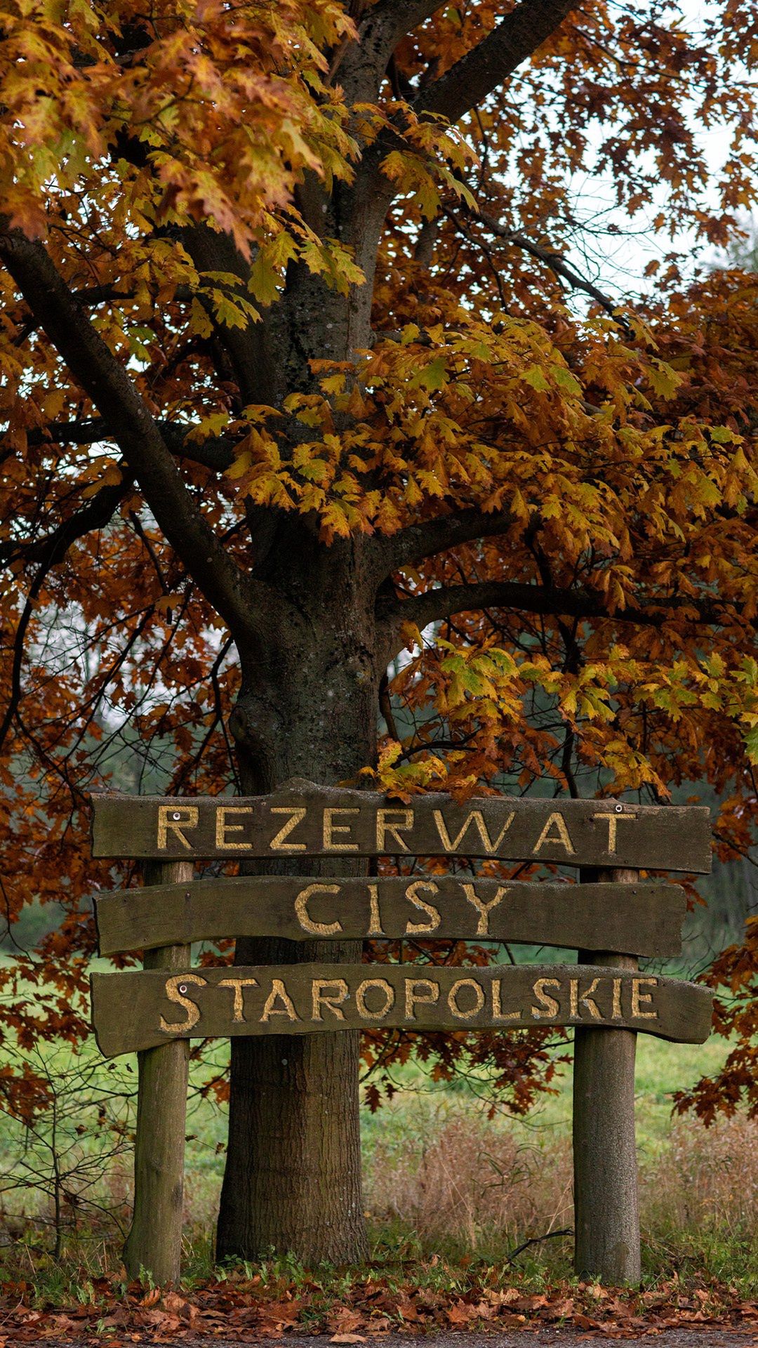 Rezerwat Cisy Staropolskie