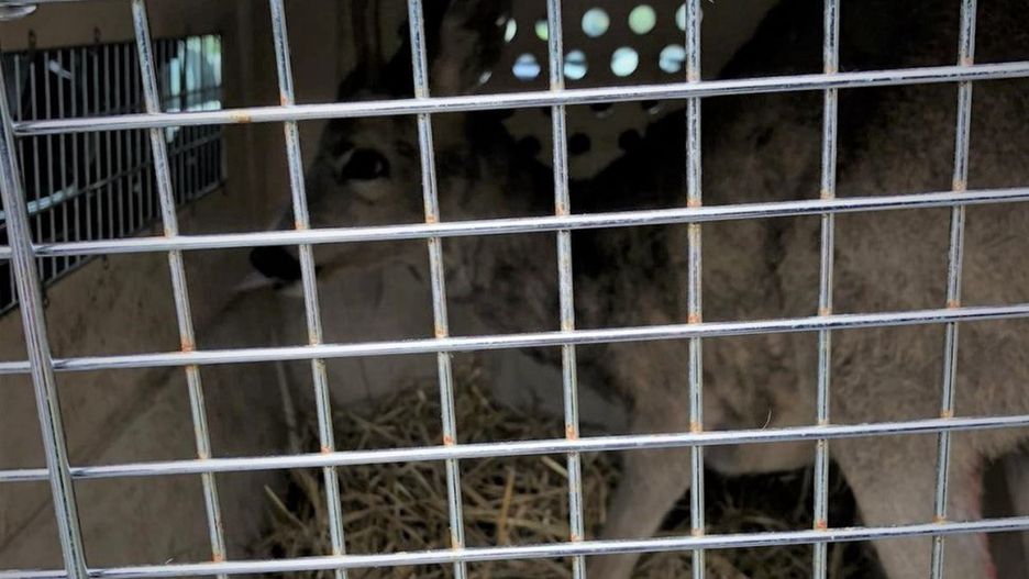 Śląskie. Zaplątana w siatkę i przerażona sarna trafiła pod opiekę pracowników Leśnego Pogotowia.